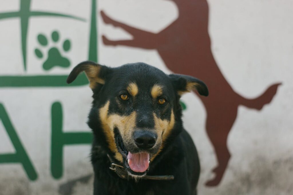 Kelpie