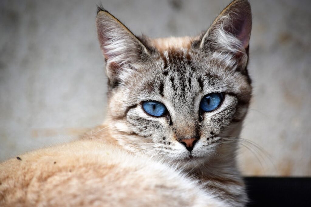 cat with blue eyes