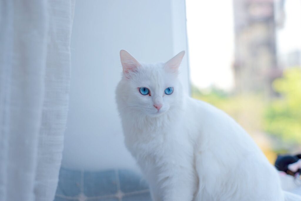 Turkish Angora