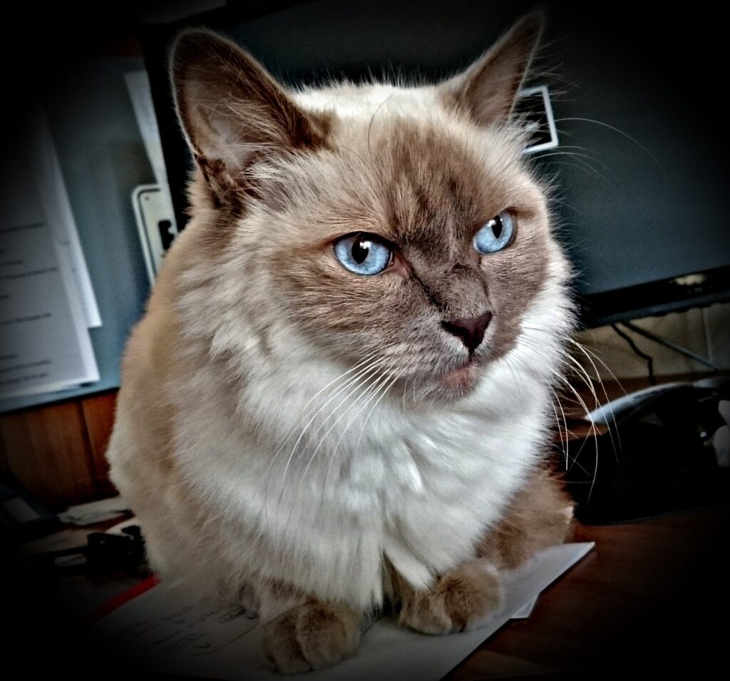 Birman