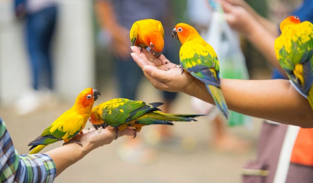 Conure