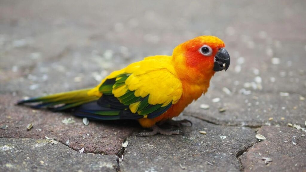 Conure