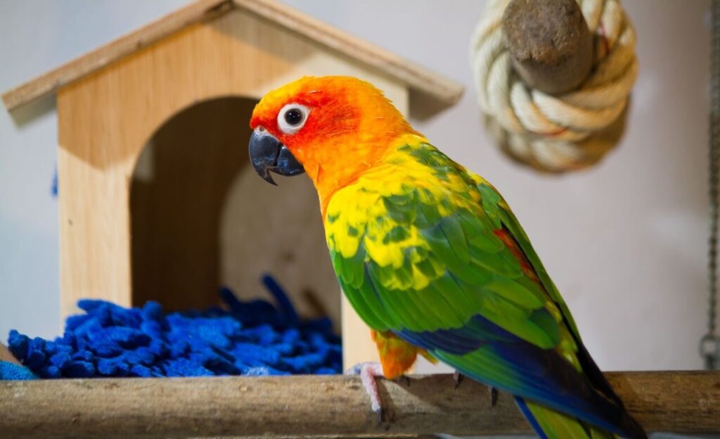 Conure