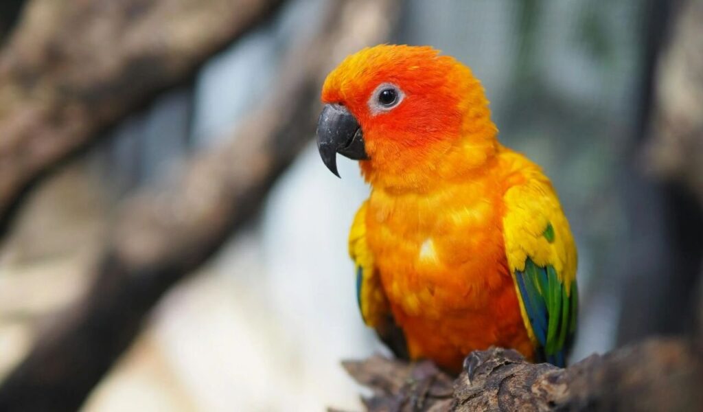 Conure