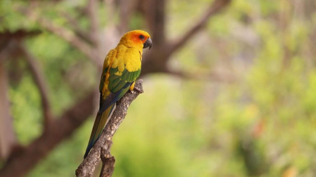 Conure