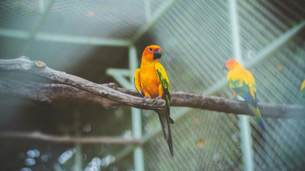 Conure