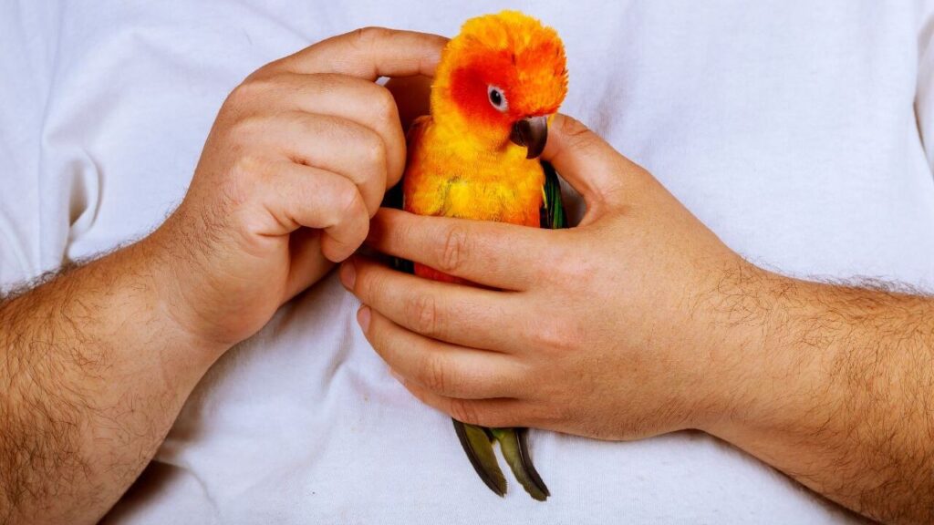 Conure
