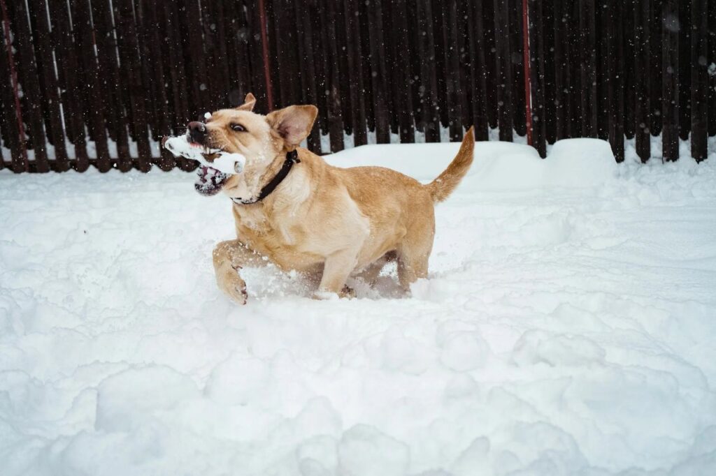 Labrador in snow