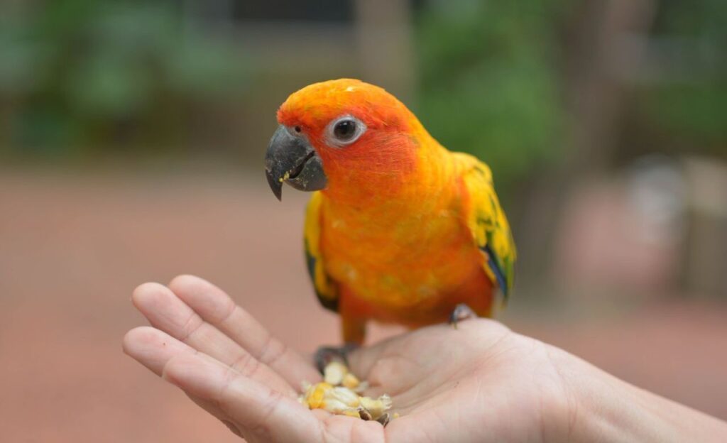 Conure