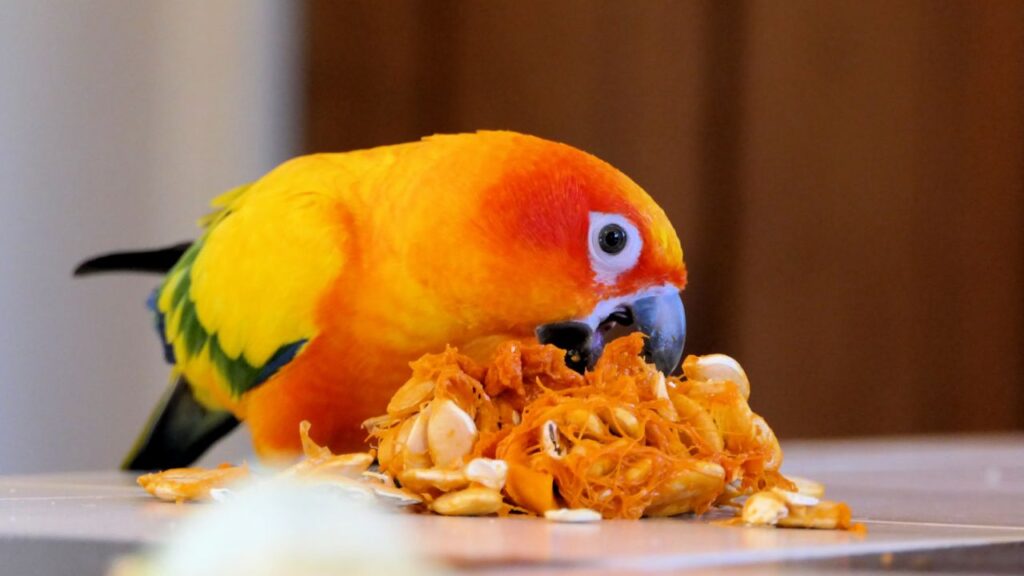 Conure