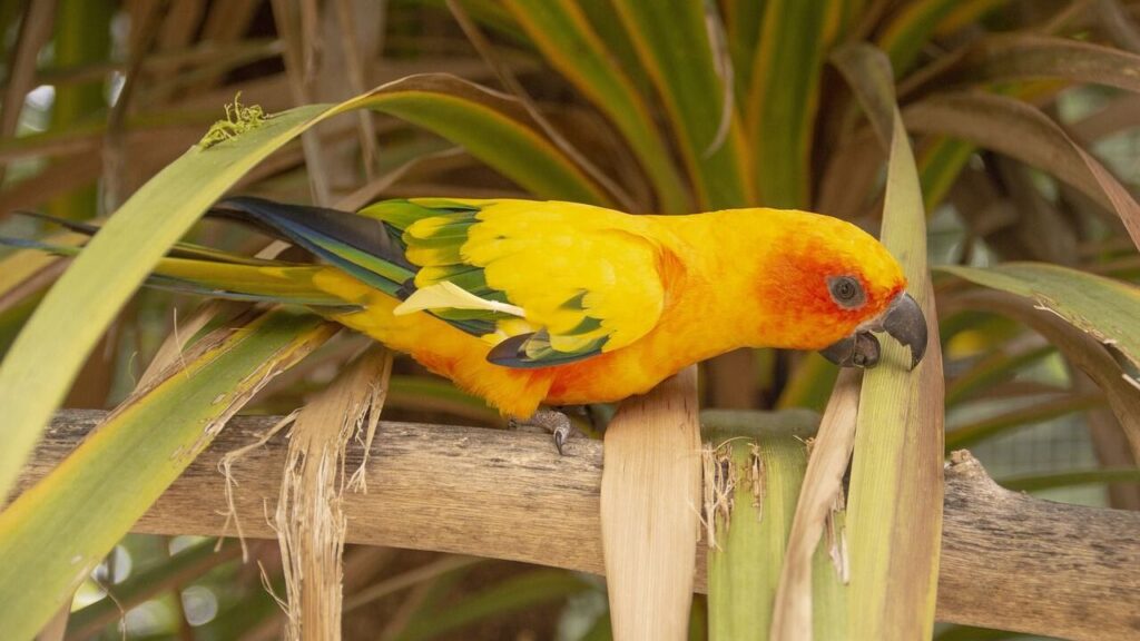 Conure