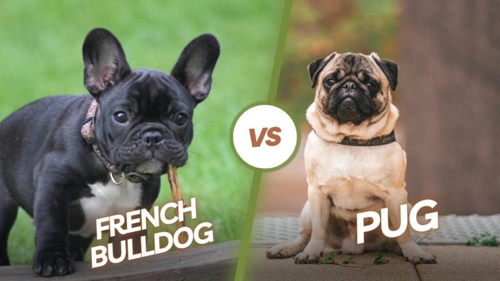 French Bulldogs vs Pugs