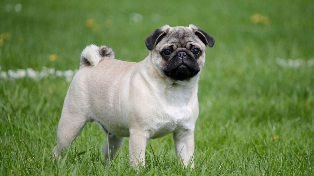 pug