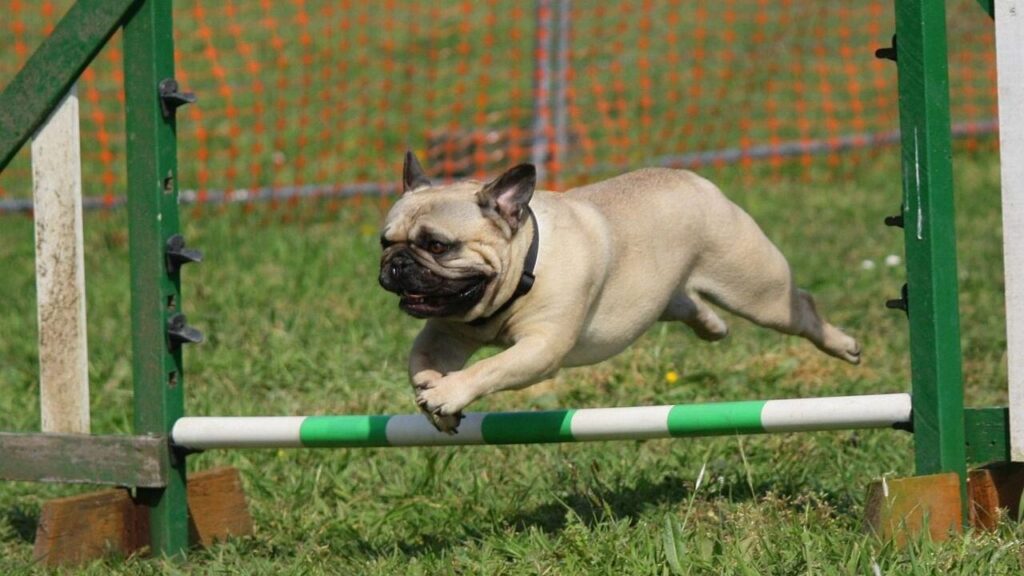 french bulldog