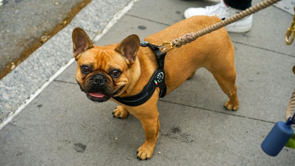 french bulldog