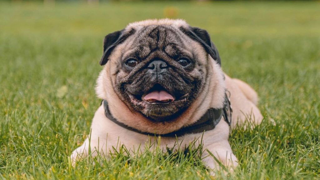pug