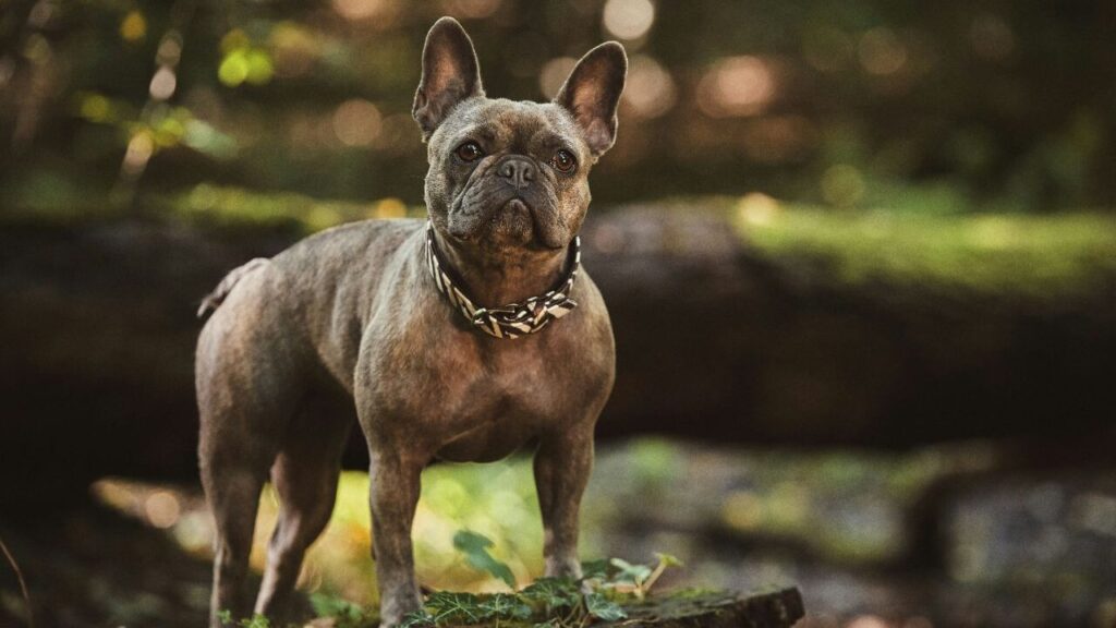 french bulldog