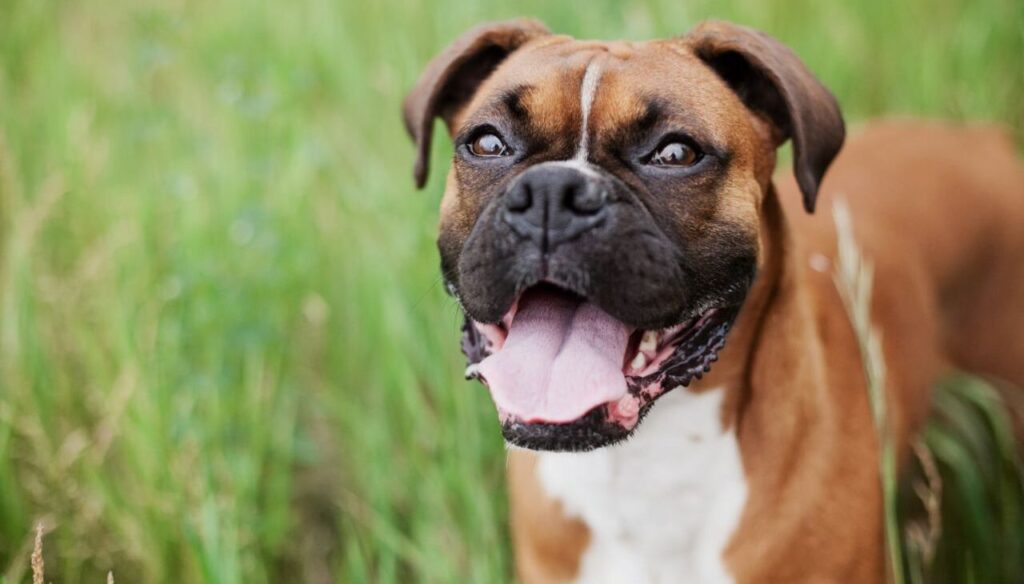 boxer