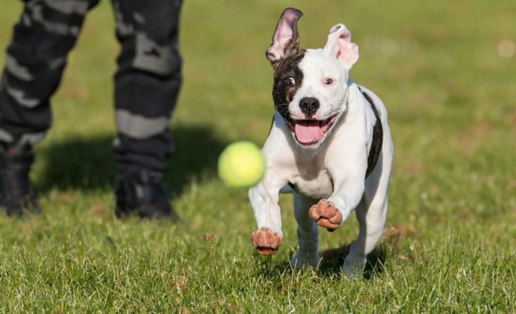 american bulldog running on grass field
