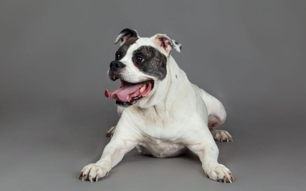 american bulldog