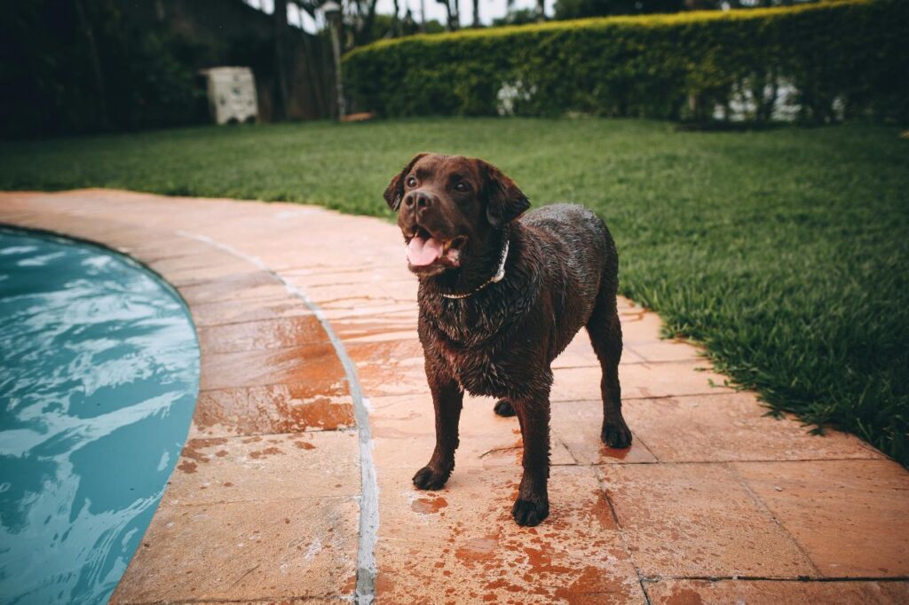 A wet Labrador