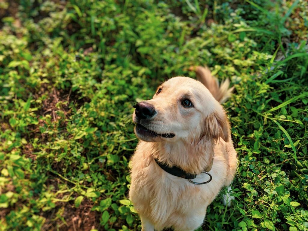 Labs in the garden