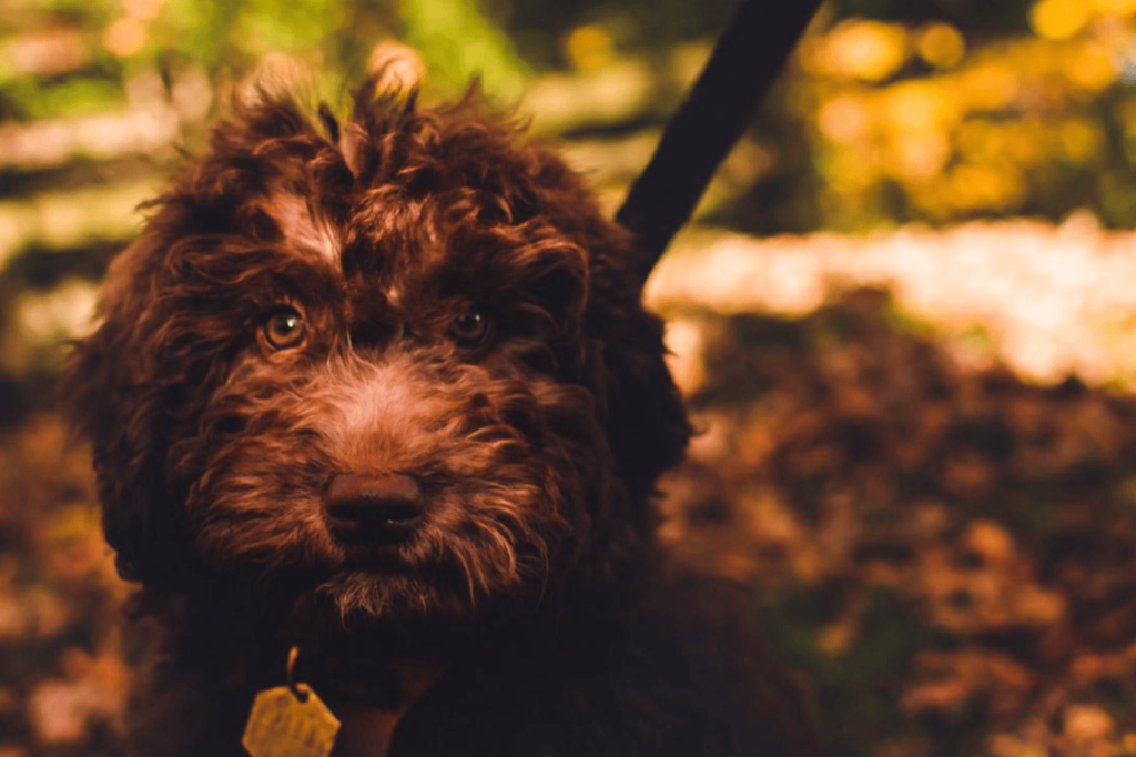 Newfypoo (Newfoundland + Poodle)
