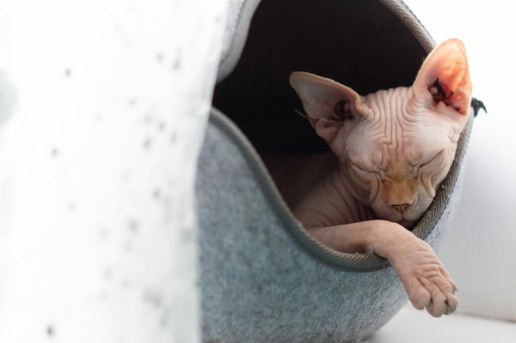 Sphynx cat in a bag