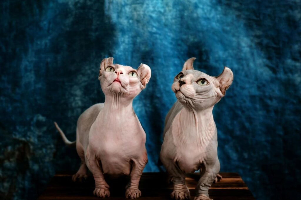Two sphynx cats
