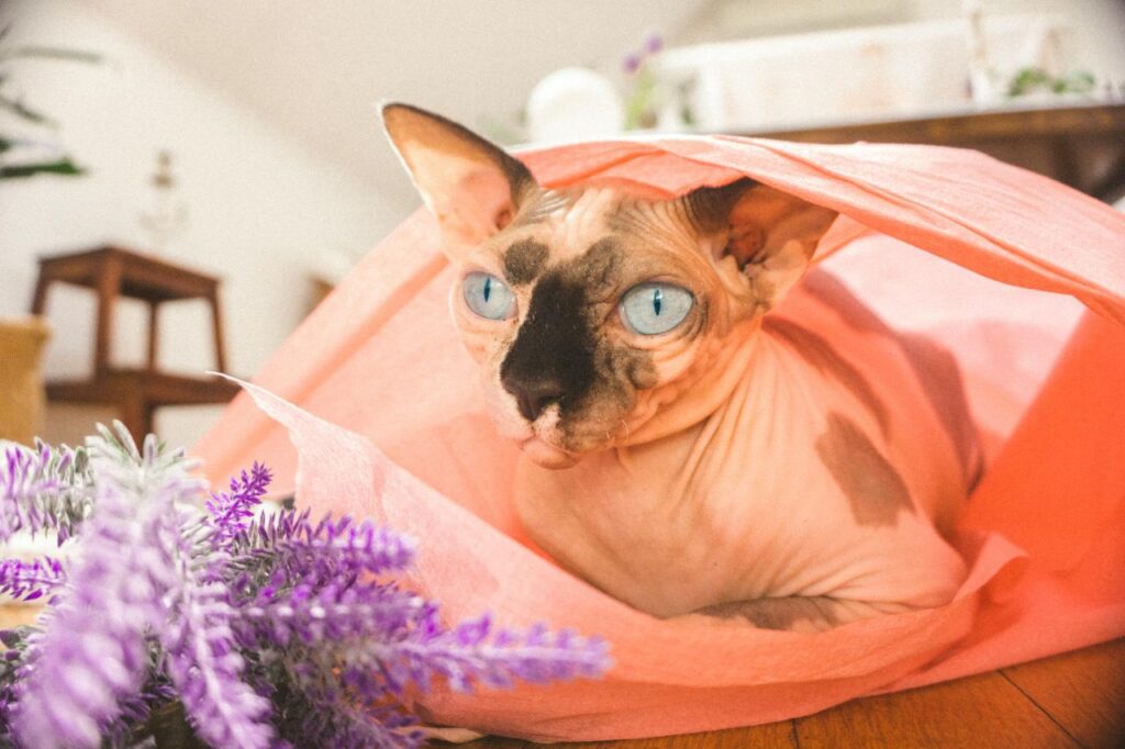 Sphynx cat