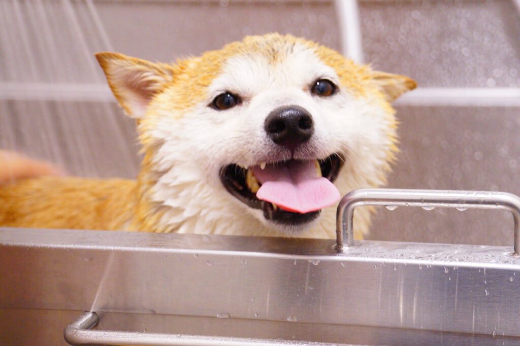 Dog in bath