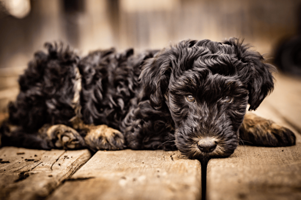 Whoodle (Soft-Coated Wheaten Terrier + Poodle)