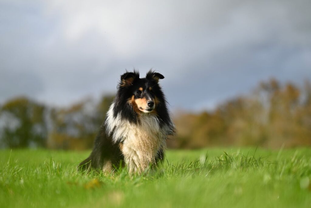 A fluffy dog in the fields