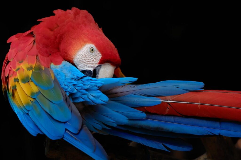 A colorful Macaw