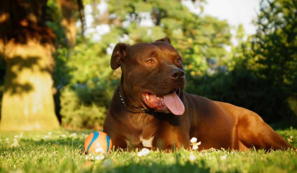 Pitbull resting in a garden