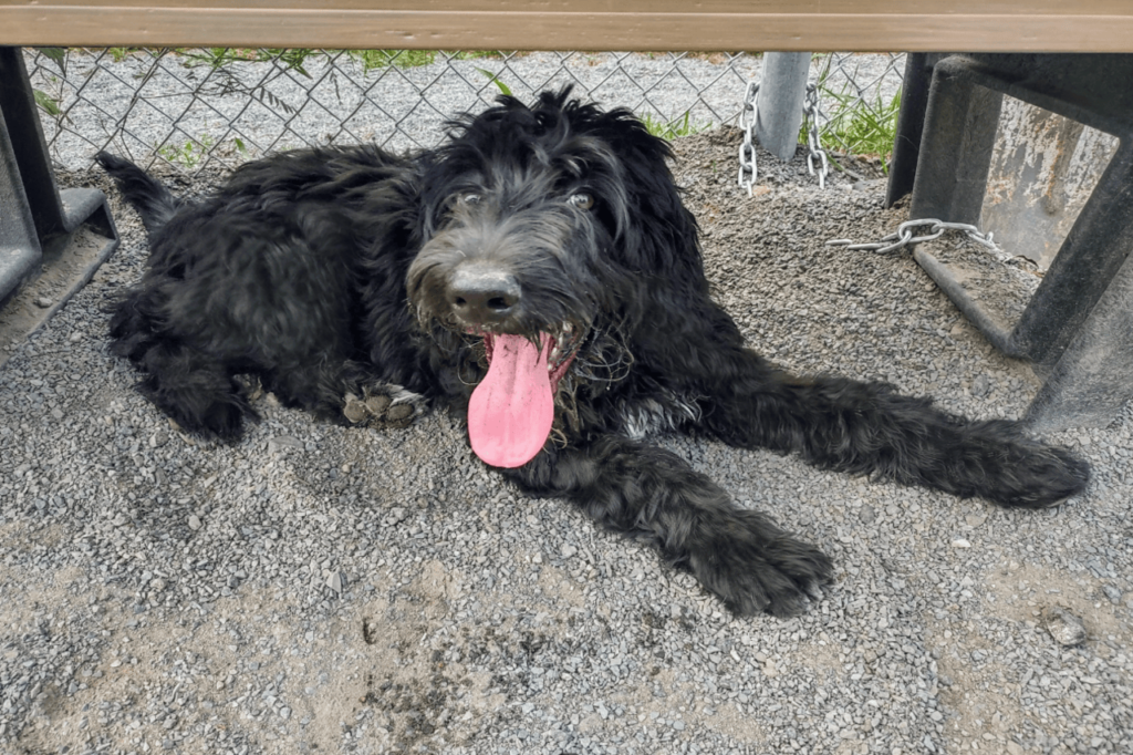 Bordoodle (Border Collie + Poodle)