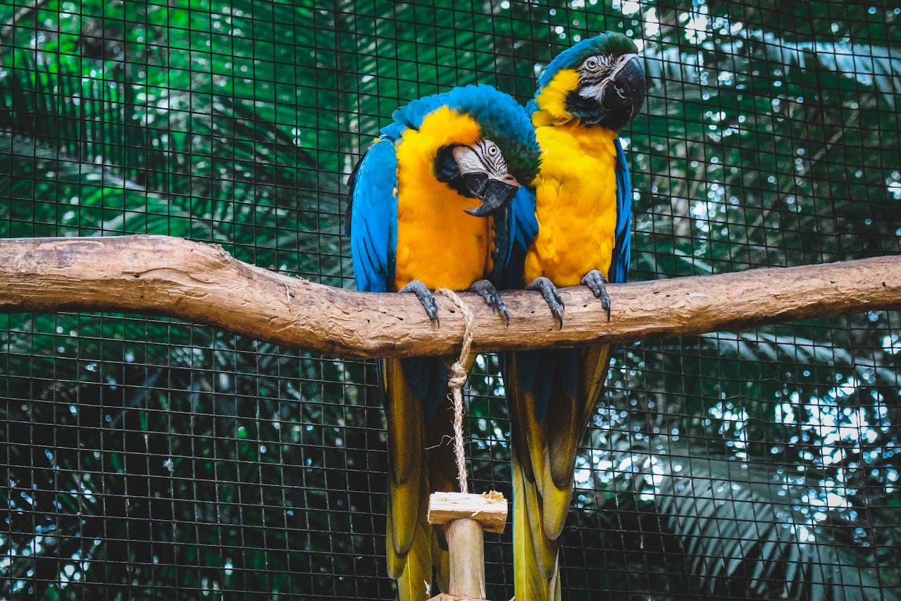 Two Macaws on a branch