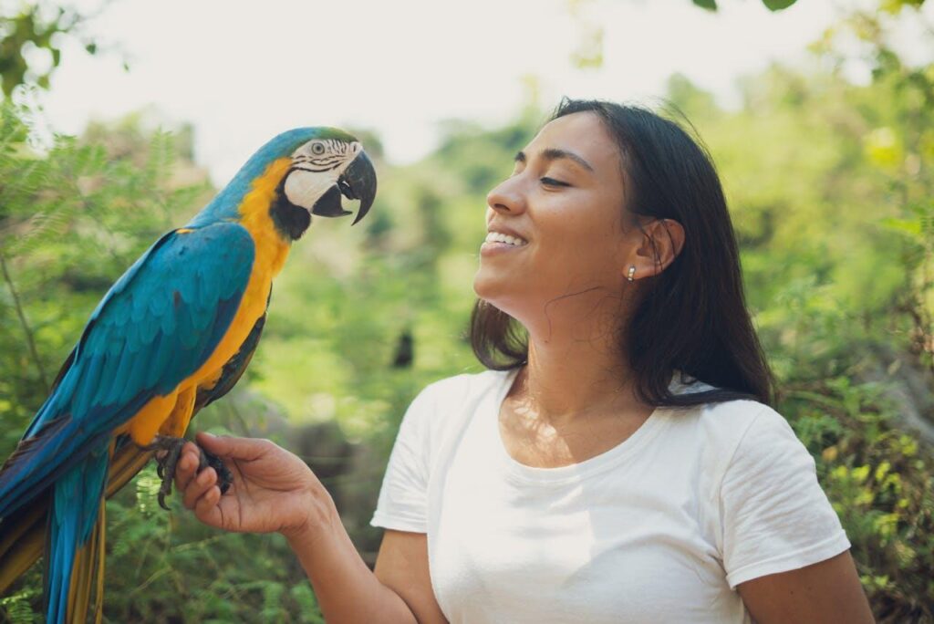 Macaw on a person's hand