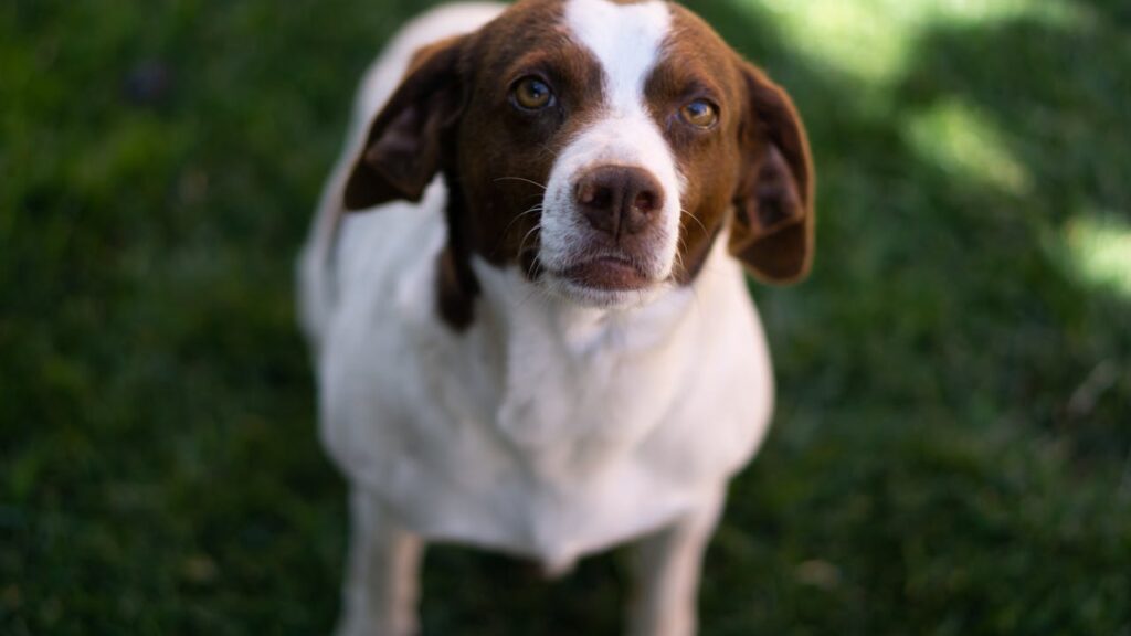 Springer Spaniel