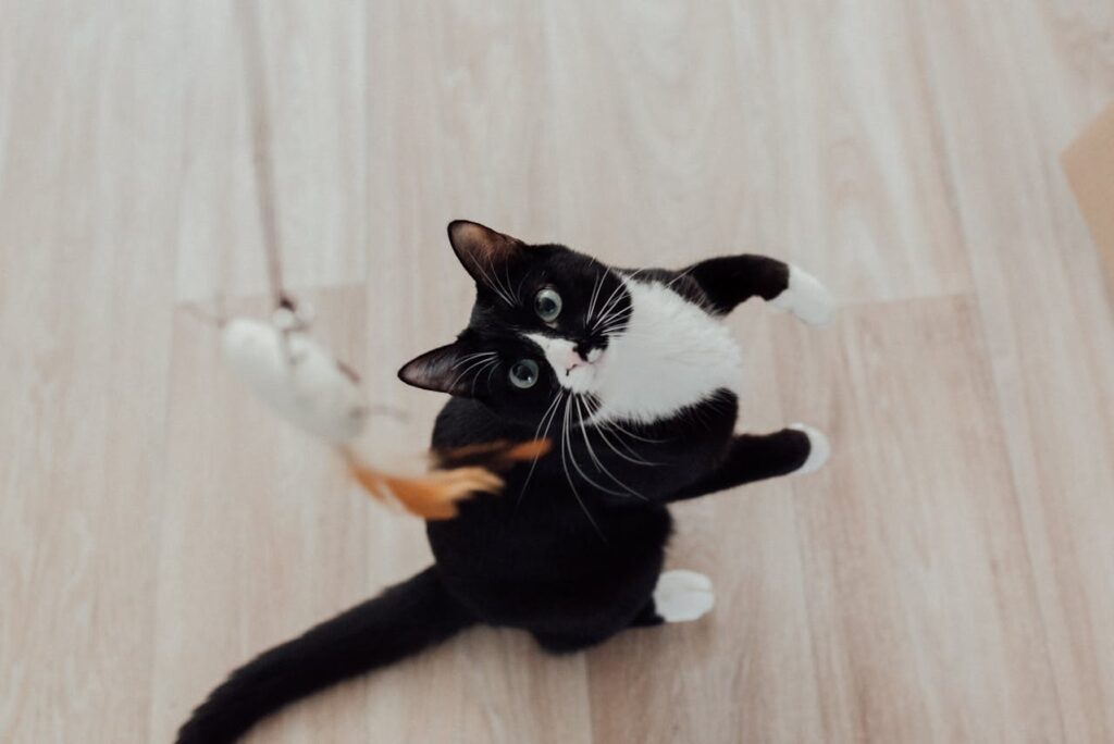 A black and white cat looking at the camera