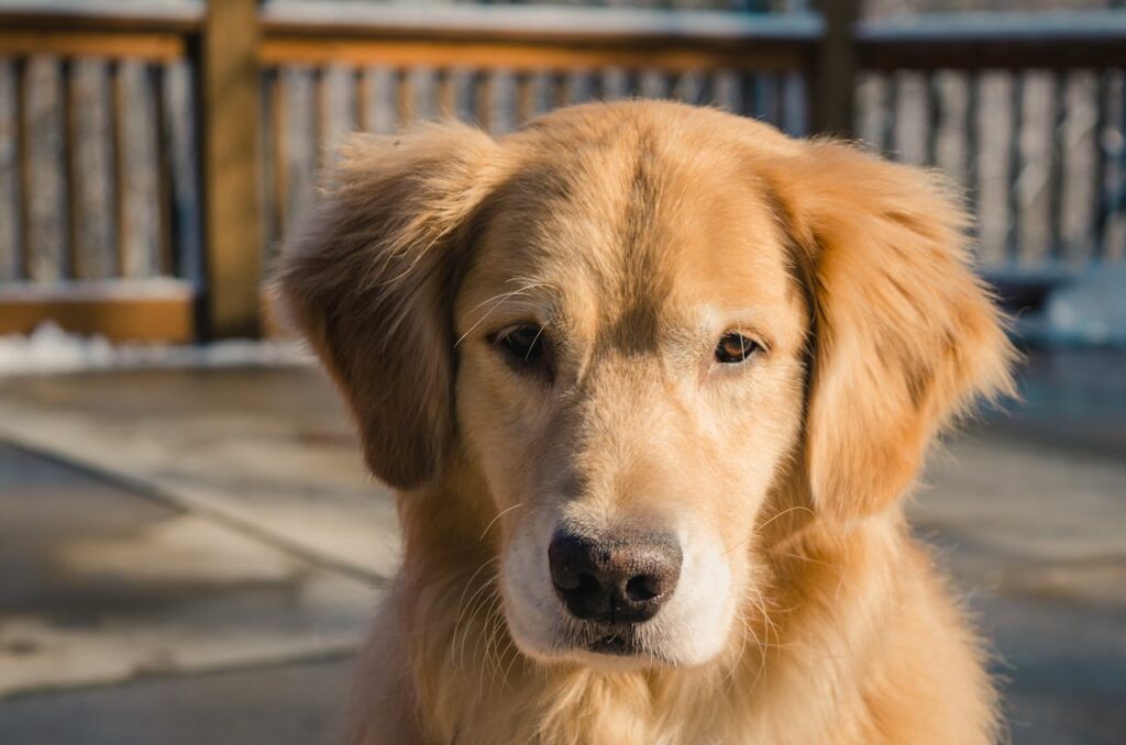 Golden Retriever