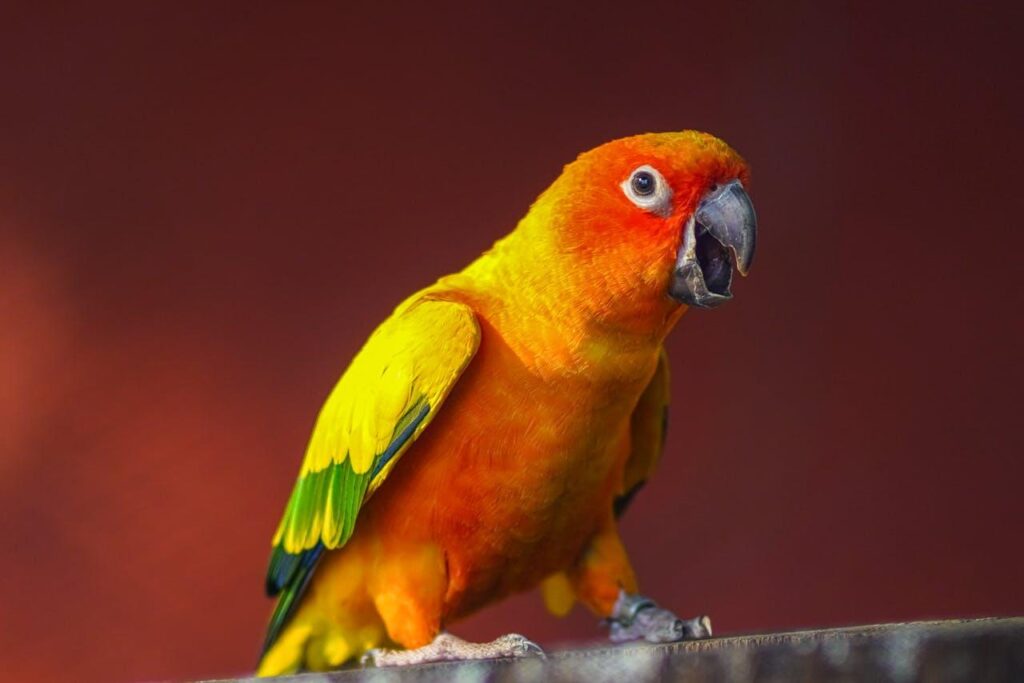 A colorful parrot