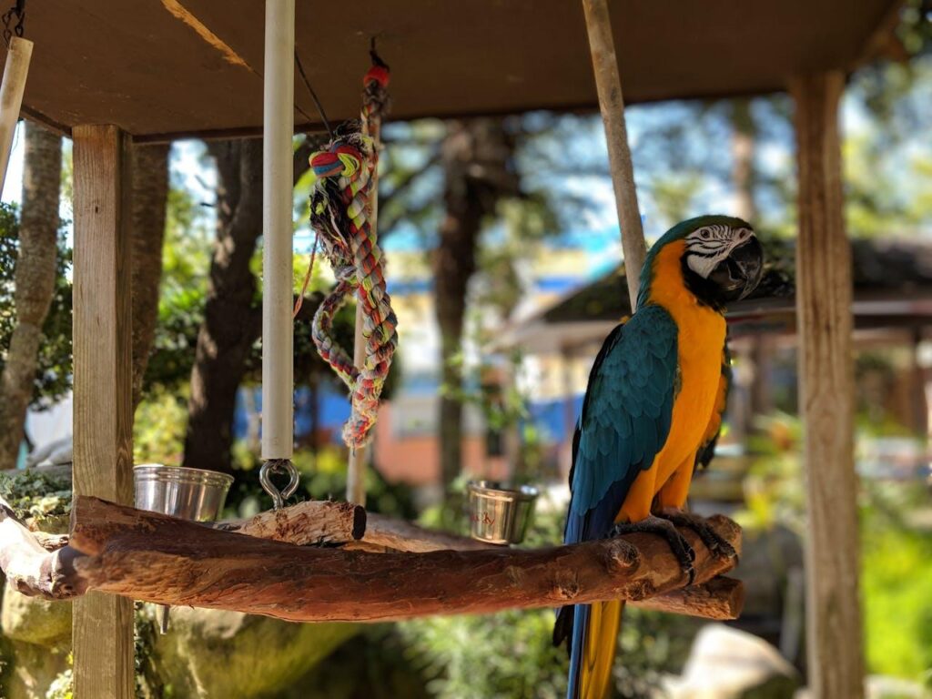 Macaw on a wooden swing