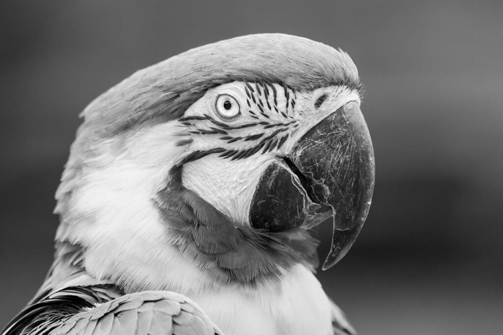 A black and white image of a macaw