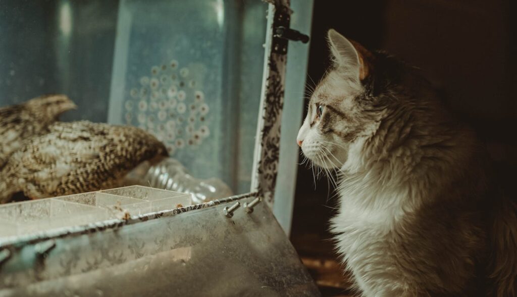 Cat looking through a window