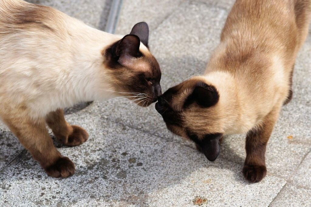 Siamese Cat