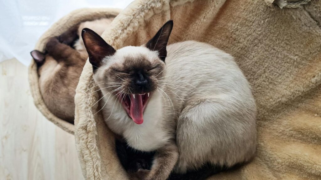 Siamese Cat yawning
