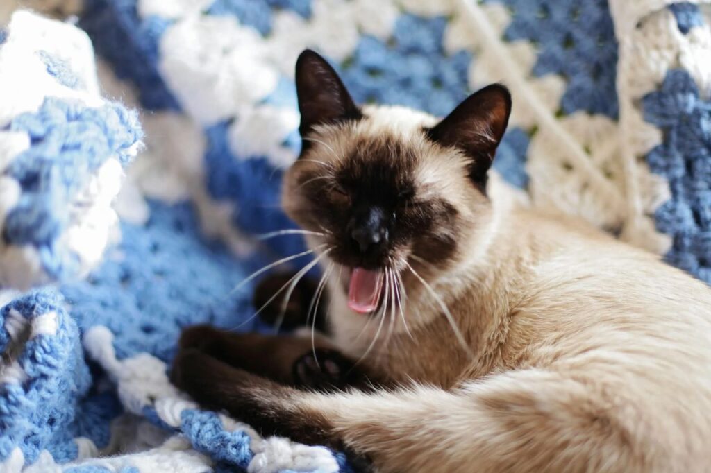 Siamese Cat yawning