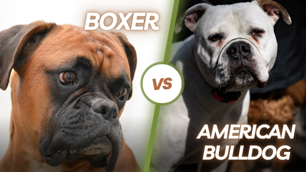 American Bulldogs vs Boxers