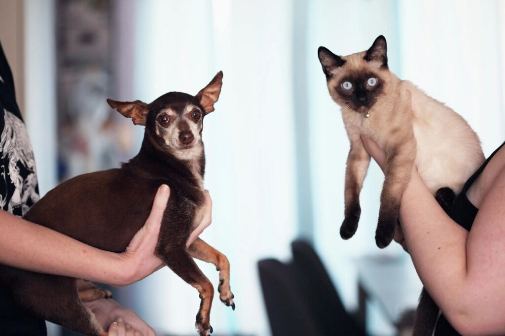 Siamese Cat and dog